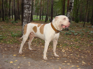 ПРОДАМ ЩЕНКА АМЕРИКАНСКОГО БУЛЬДОГА #513178