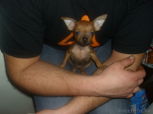 Продам щенка породы той-терьер. #501262