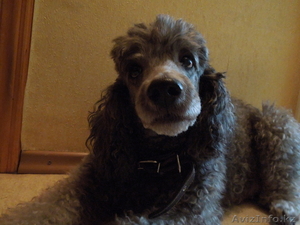 отдам пуделя в хоршие руки #486625