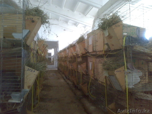 Кролик и мясной породы #493384