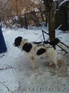 Продам! Щенок породы-Алабай #486409