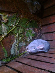 Кролики великаны и обычные кролики.Адильхан #518987