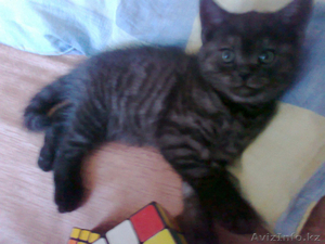 Котёнок Британский короткошерстный #486543