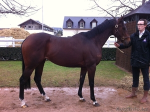 Лошади английской породы #513575