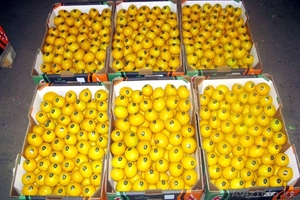 Продам Лимоны тонкошкурные натуральные #504279