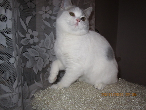 Британская короткошерстная #498269