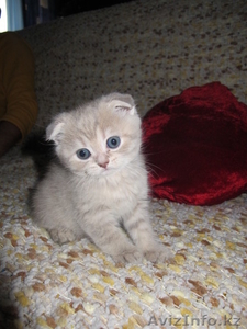 продам вислоухих котят #496635