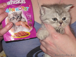 продаю кошечку с рекламы вискас скотиш страйт #496944