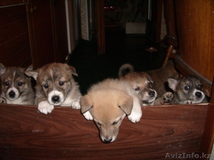 продаются щенки западносибирской лайки от рабочих родителей #487294