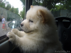 татьяна сот 87776484757, дом 385-59-68 #498567