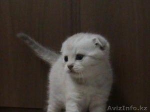 Вислоухие котятки с документами.  #503954