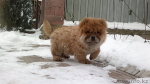 ЧАУ-ЧАУ элитный щенок с родословной 