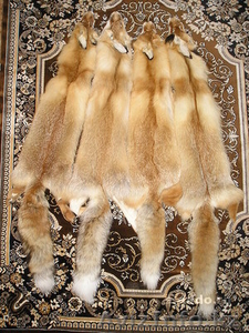 Продам шкуры лисы #492648