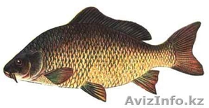 Рыба свежая,  свежемороженая #517159