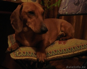 Такса для вязки #491408