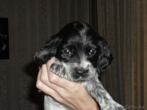 продам щенков русского спаниеля #507221