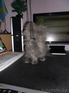 Котенок - перс,  девочка,  2, 5 месяца,  серая. #488832