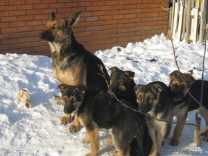 Восточно-европейская овчарка #494816