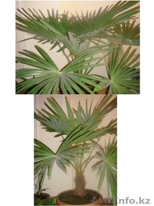 ПАЛЬМЫ, МОНСТЕРА #514546