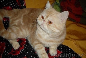 Кот экзот экстримал #489327