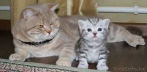 британские котята с родословной #489364