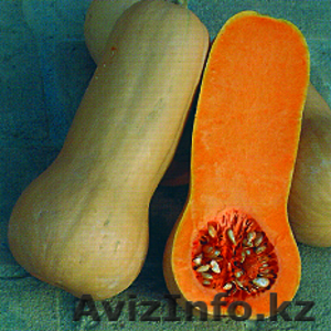 Продам семена тыквы #488619