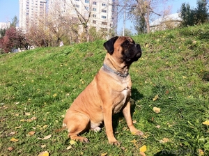 Кобель бульмастифа для вязки #491142