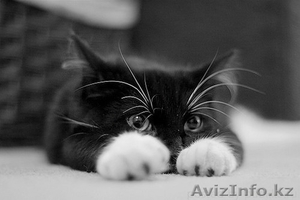 Дарю котенка,  девочка,  4 мес. #504878