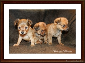 Щенки русского тоя 