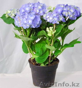 Цветы в горшках к 8 марта #546511