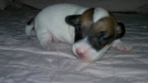 Щенки Джек Рассел терьера из фильма Маска #547207