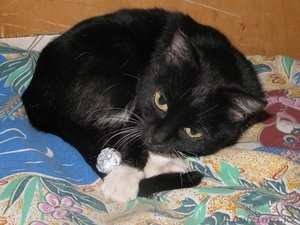 Отдам кошечку -5 месяцев . #527954