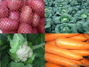 Продаю картофель продовольственный ,  семенной #521564