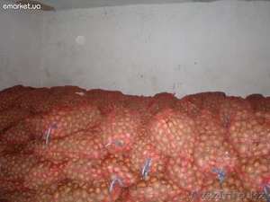 Продам или поменяю голландскую картошку Санте #556381