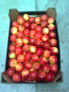 Прямые поставки польского яблока от производителя! #523429