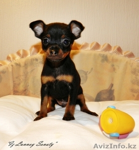 Той-терьерчики черно-подпалого и рыжего окрасов. #530498