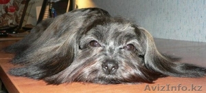 СТРИЖКА СОБАК И КОШЕК С ВЫЕЗДОМ НА ДОМ #536033