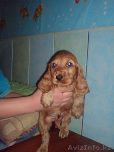 Щенки Английского Кокер-спаниеля #523417