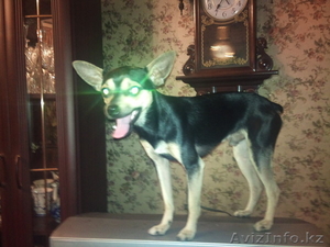 Ищу девочку для Той-терьера #551883