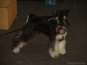 Щенка Цвергшнауцера #529220