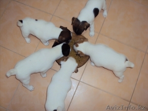 Щенки джек рассел терьера с отличной родословной FCI #530446