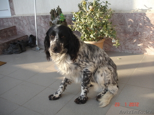 Собака,  Английский Спаниель #525353