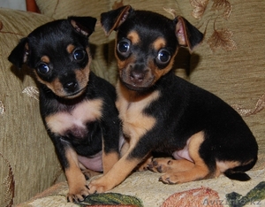 Миниатюрные той-терьеры #528839