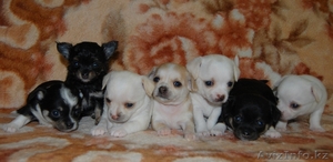 Милашки Чихуа-хуа #528835