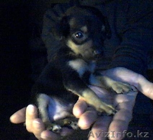 Продаются щенки Той-терьеров #541700