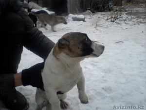 щенки продам новая порода карликовый пит-буль #532926