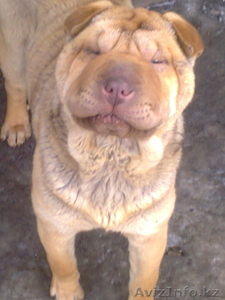 чистокровные щенки Шарпея #554205