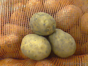 реализуем картофель,  морковь,  свеклу,  капусту,  капусту квашенную! урож #520215