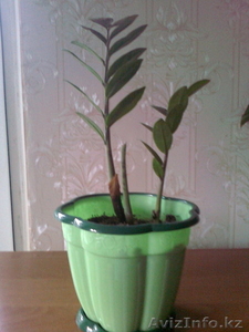 Продам редкие комнатные растения #544803