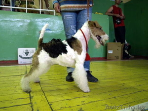  Фокстерьера щенки гладкие и ж/ #531487